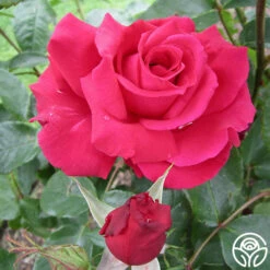 Forgotten Dreams -HEIRLOOM ROSES Sales forgotten dreams 4