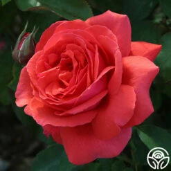 Fragrant Cloud -HEIRLOOM ROSES Sales fragrant cloud 1 7