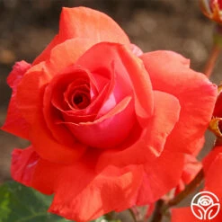 Fragrant Cloud -HEIRLOOM ROSES Sales fragrant cloud 6