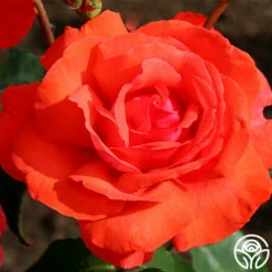 Fragrant Cloud -HEIRLOOM ROSES Sales fragrant cloud 8