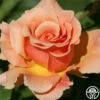 Fragrant Dream -HEIRLOOM ROSES Sales fragrant dream 1 7