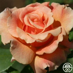 Fragrant Dream -HEIRLOOM ROSES Sales fragrant dream 2 7