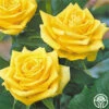 Fragrant Gold 1 Fragrant Gold -HEIRLOOM ROSES Sales fragrant gold