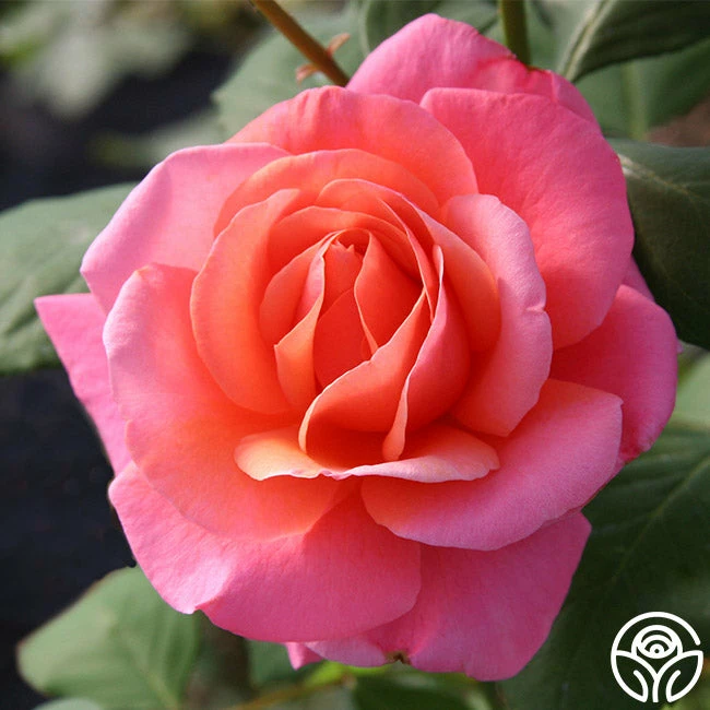 Fragrant Hour 4 Fragrant Hour - Image 2