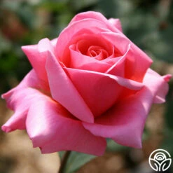 Fragrant Hour 13 Fragrant Hour -HEIRLOOM ROSES Sales fragrant hour 2