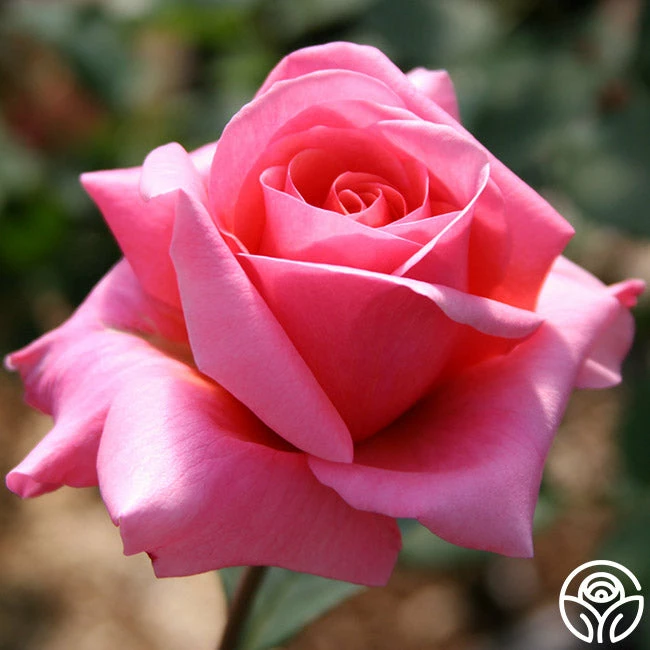 Fragrant Hour 6 Fragrant Hour - Image 4