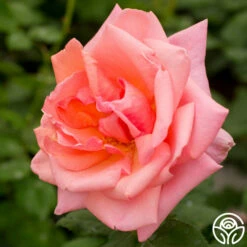 Fragrant Hour 16 Fragrant Hour -HEIRLOOM ROSES Sales fragrant hour 3