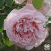 Fragrant Masterpiece™ -HEIRLOOM ROSES Sales fragrant masterpiece 1 7
