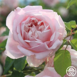 Fragrant Masterpiece™ -HEIRLOOM ROSES Sales fragrant masterpiece 2