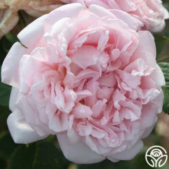 Fragrant Masterpiece™ -HEIRLOOM ROSES Sales fragrant masterpiece 23