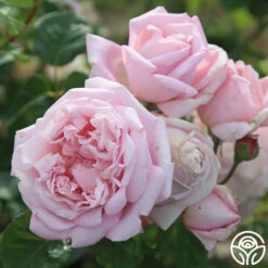 Fragrant Masterpiece™ -HEIRLOOM ROSES Sales fragrant masterpiece 4