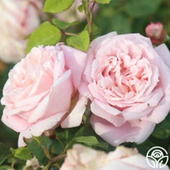 Fragrant Masterpiece™ -HEIRLOOM ROSES Sales fragrant masterpiece 5 1