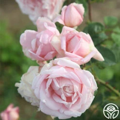 Fragrant Masterpiece™ -HEIRLOOM ROSES Sales fragrant masterpiece 8 1