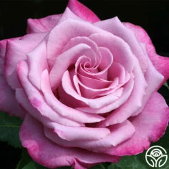 Front Page -HEIRLOOM ROSES Sales fragrant plum 1 8