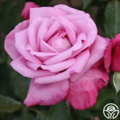 Fragrant Plum -HEIRLOOM ROSES Sales fragrant plum 2 7