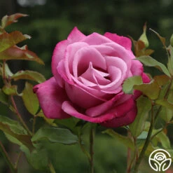 Fragrant Plum -HEIRLOOM ROSES Sales fragrant plum 3 8