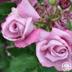 Fragrant Plum -HEIRLOOM ROSES Sales fragrant plum 4 1