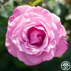 Fragrant Plum -HEIRLOOM ROSES Sales fragrant plum 5 1