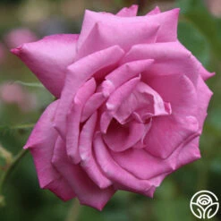 Fragrant Plum -HEIRLOOM ROSES Sales fragrant plum 7 1 1