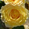 France Info ® 1 France Info ® -HEIRLOOM ROSES Sales france info 2 5
