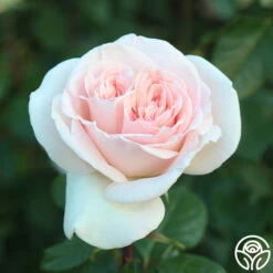 Francis Meilland® -HEIRLOOM ROSES Sales francis meilland 11