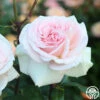 Francis Meilland® -HEIRLOOM ROSES Sales francis meilland 12