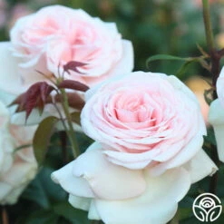 Francis Meilland® -HEIRLOOM ROSES Sales francis meilland 13