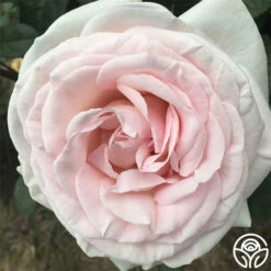 Francis Meilland® -HEIRLOOM ROSES Sales francis meilland 1 8