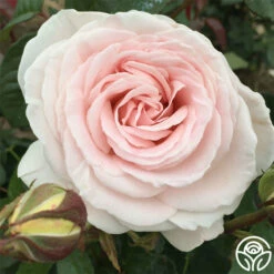 Francis Meilland® -HEIRLOOM ROSES Sales francis meilland 2 8