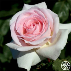 Francis Meilland® -HEIRLOOM ROSES Sales francis meilland 4