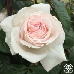 Francis Meilland® -HEIRLOOM ROSES Sales francis meilland 5