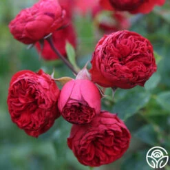 Francois Rabelais 19 Francois Rabelais -HEIRLOOM ROSES Sales francois rabelais 11