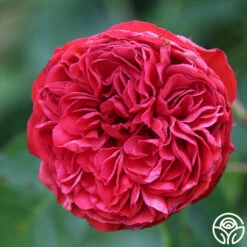 Francois Rabelais 18 Francois Rabelais -HEIRLOOM ROSES Sales francois rabelais 12