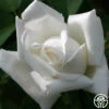 Frau Karl Druschki -HEIRLOOM ROSES Sales frau karl druschki 1
