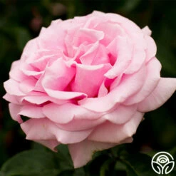 Frédéric Mistral® -HEIRLOOM ROSES Sales fre de ric mistral 11