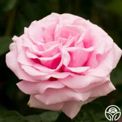 Frédéric Mistral® -HEIRLOOM ROSES Sales fre de ric mistral 12