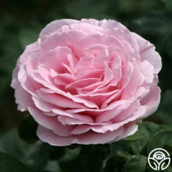 Frédéric Mistral® -HEIRLOOM ROSES Sales frederic mistral 3 7