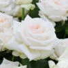 Free & Loyal -HEIRLOOM ROSES Sales free loyal 2 1 1