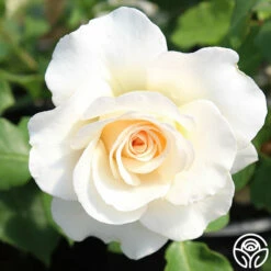 French Lace™ -HEIRLOOM ROSES Sales french lace 11