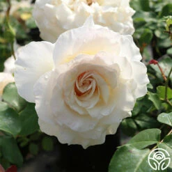 French Lace™ -HEIRLOOM ROSES Sales french lace 3