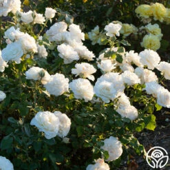 French Lace™ -HEIRLOOM ROSES Sales french lace 4