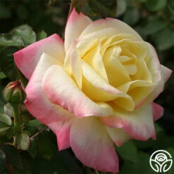 French Perfume™ -HEIRLOOM ROSES Sales french perfume 1