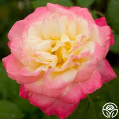 French Perfume™ -HEIRLOOM ROSES Sales french perfume 4