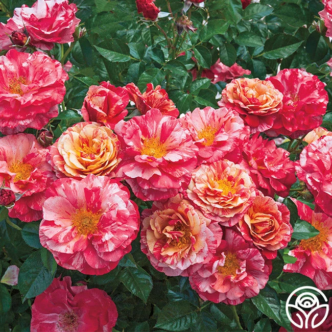 Frida Kahlo™ 4 Frida Kahlo™ - Image 2