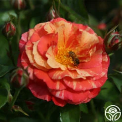 Frida Kahlo™ 20 Frida Kahlo™ -HEIRLOOM ROSES Sales frida kahlo 2 1