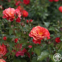 Frida Kahlo™ 21 Frida Kahlo™ -HEIRLOOM ROSES Sales frida kahlo 3 1