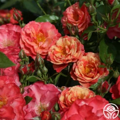 Frida Kahlo™ 18 Frida Kahlo™ -HEIRLOOM ROSES Sales frida kahlo 5 1