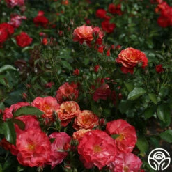 Frida Kahlo™ 23 Frida Kahlo™ -HEIRLOOM ROSES Sales frida kahlo 6 1