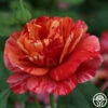 Frida Kahlo™ -HEIRLOOM ROSES Sales frida kahlo 8