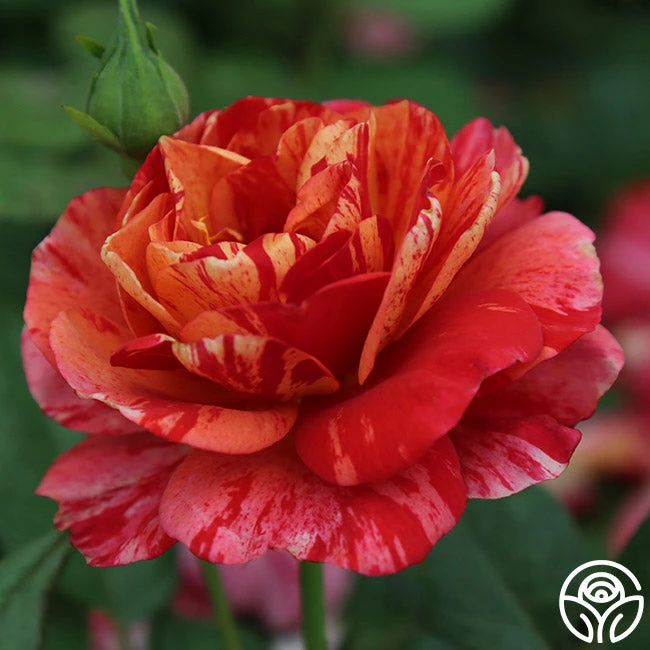 Frida Kahlo™ 3 Frida Kahlo™